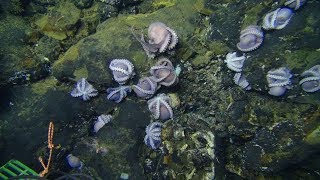 Researchers discovered a group of more than 100 octopus moms and their eggs in the Pacific Ocean.