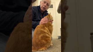 Honey Says Night Night All catsprotection isleofwight