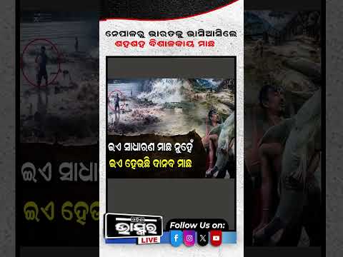ନେପାଳରୁ ଓଡିଶାକୁ ଭାସିଆସିଲା ଭୟଙ୍କର ମାଛ ...#nepal #trending