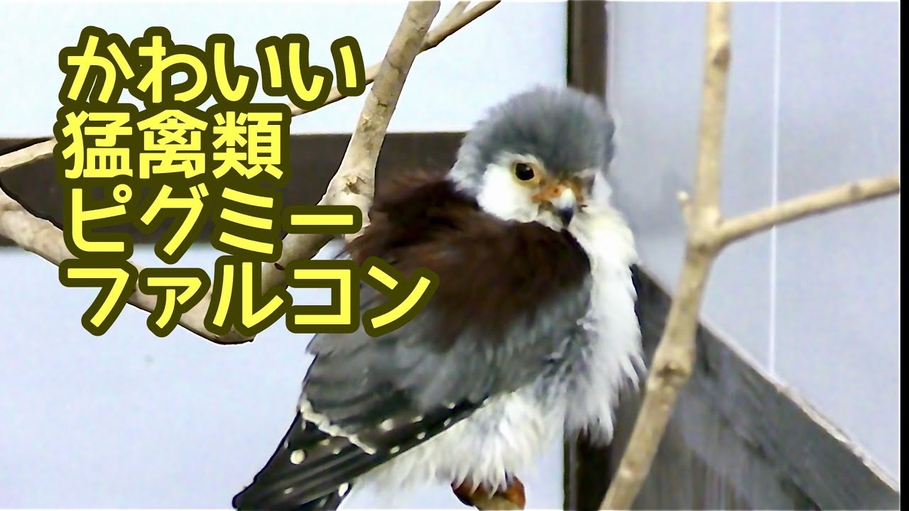 ピグミーファルコン　鈴ちゃん　これでも成鳥なんです【掛川花鳥園】Pygmy falcon Kakegawa Garden 