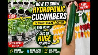 How to Grow Hydroponic Cucumbers in Dutch Bucket System - Full Guide (Seed to Huge Harvest)