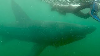 Swimming with Basking Sharks | Documentary