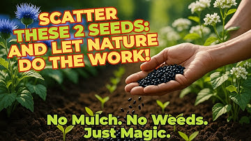 Forget Mulching FOREVER! Scatter THESE 2 Seeds and Watch Your Garden Transform Itself!