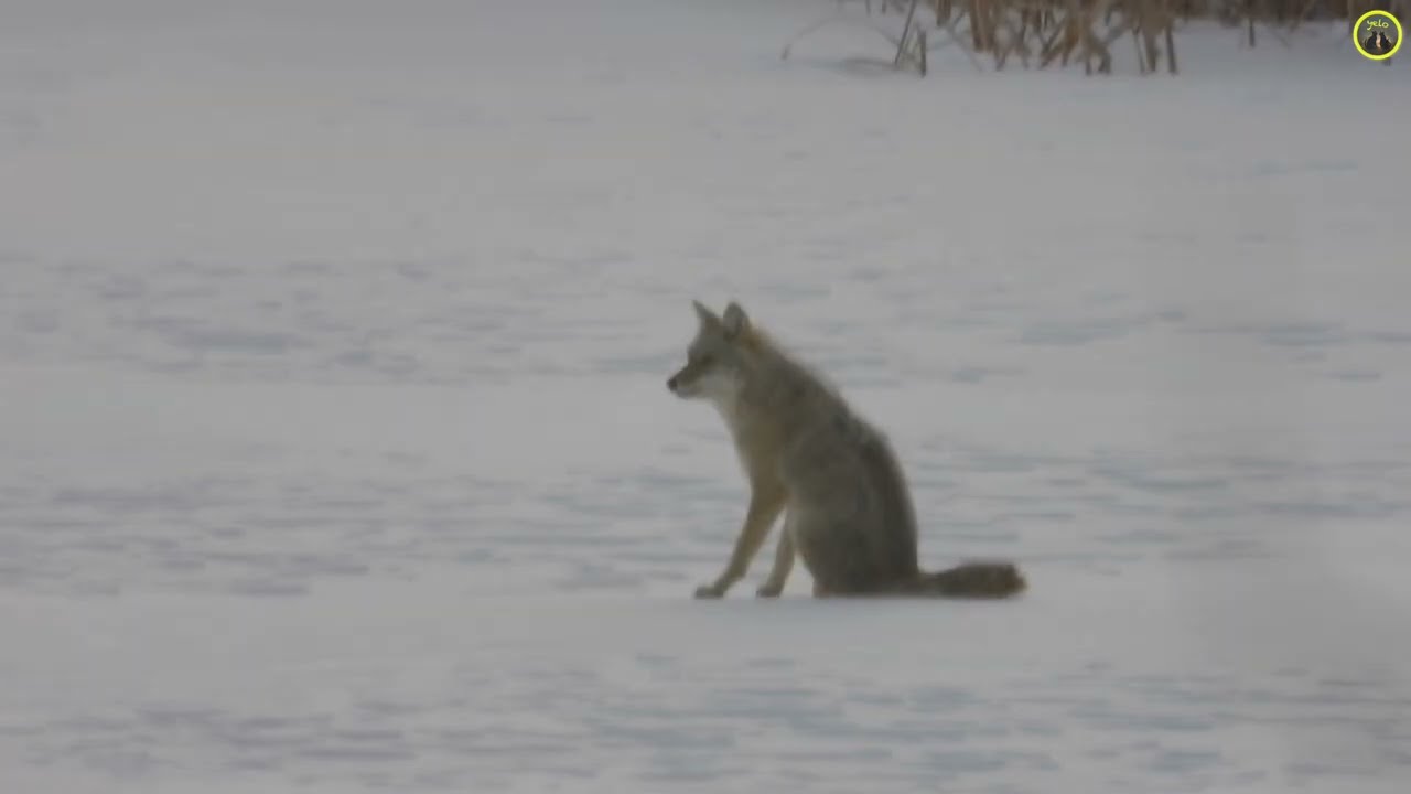 Resilience in the Wild: Injured Coyote with a Broken Leg (2026 January 22/23/26)