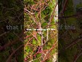 Don’t prune blueberries before watching this!