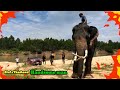 elephant towing car ช้างหัวใจหล่อช่วยลากรถปิกอัพ❗บรรทุกทรายเต็มคันรถ