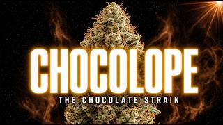 Chocolope: The Strain That Actually Tasted Like Chocolate
