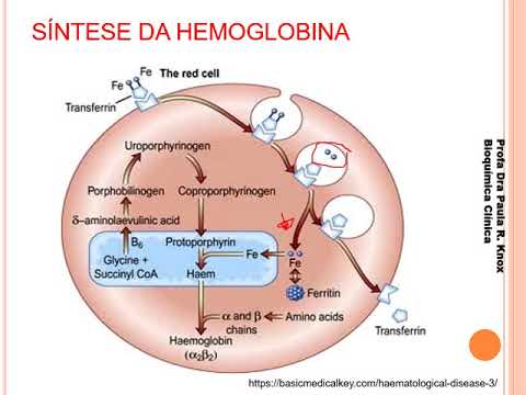 Vídeo: Anèmia Per Deficiència De Ferro En Gats