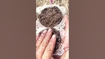 Smart tricks for peeling tree bark #shorts