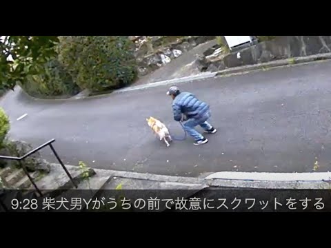 20200331 柴犬男がスクワットをする