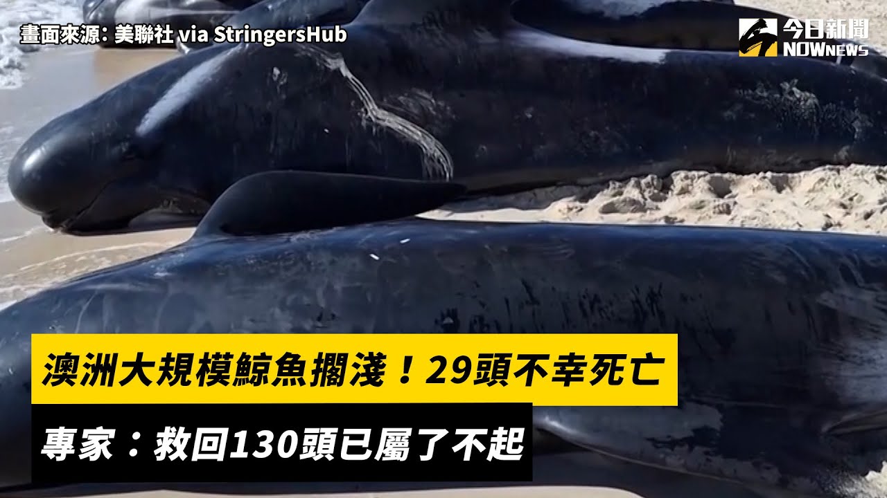 澳洲大規模鯨魚擱淺！29頭不幸死亡　專家：救回130頭已屬了不起｜NOWnews