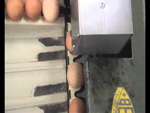 Egg coding EggFlex HeDiPack on Benhil 64 grader