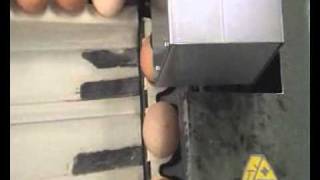 Egg coding EggFlex HeDiPack on Benhil 64 grader