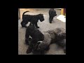 Puppies Kerry blue terrier の動画、YouTube動画。