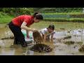 😱Pick Up Crabs🦀Snails🐚The Secret In The Rice Field😱Goes to market sell 🤑🛒