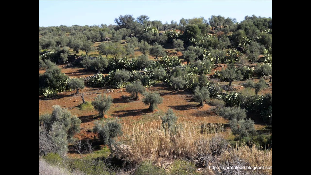 Día de la Comarca de La Jara.  30 Mayo 2015
