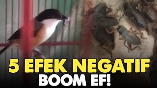 5 DAMPAK NEGATIF PADA BURUNG CENDET‼️ \