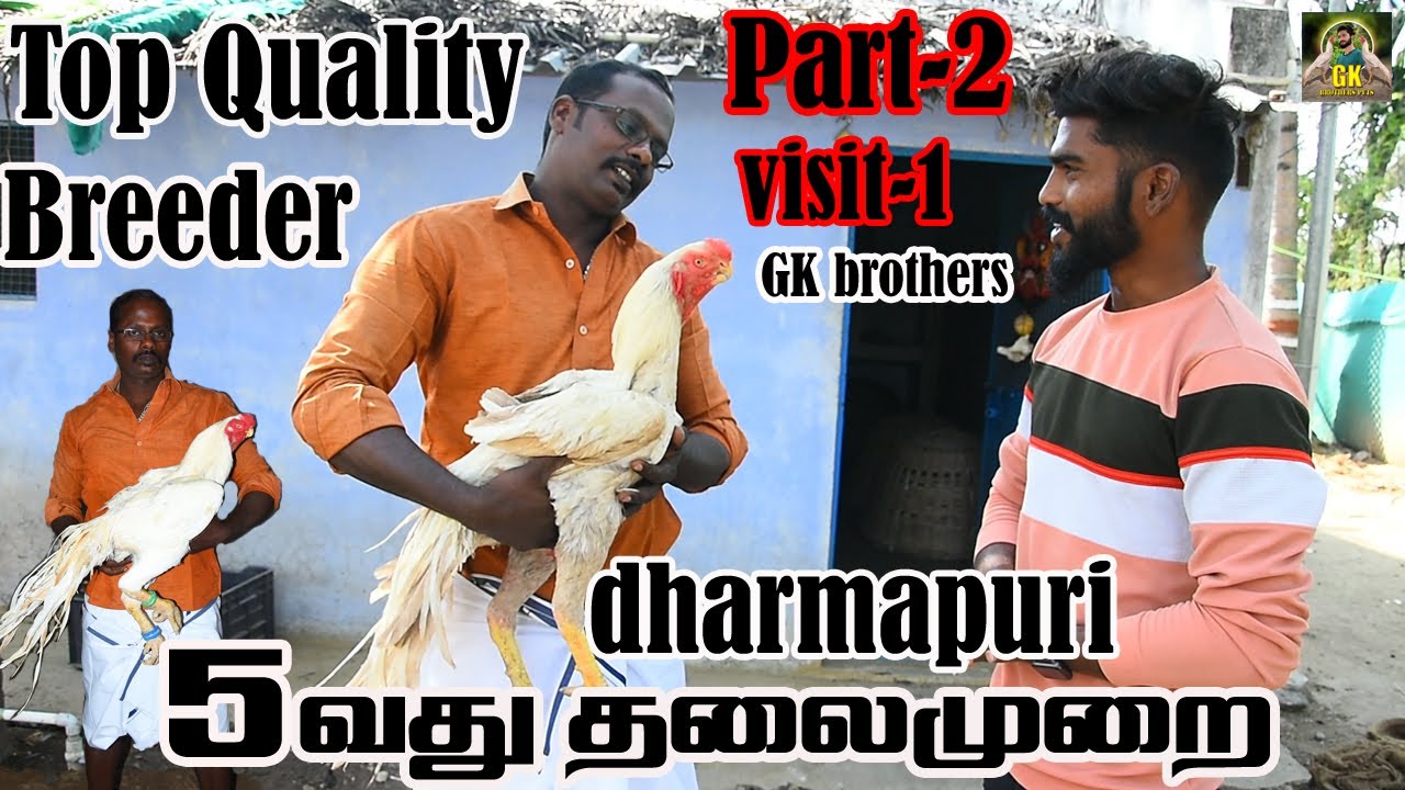 5 வது தலைமுறை சேவல்//காரிமங்கலம் ரமேஷ்டாப் TOP QUALITY BREEDER // PART-2//PARROT NOSE FARM #chicken
