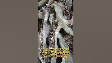 CÂY RỪNG ĐỘC LẠ DỄ ĐẸP TRÊN TÂY NGUYÊN HÙNG VĨ ĐẮK LẮK.