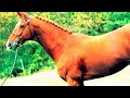 caballo Demi sang Dombes Halbblut francés plate deleted horse घोड़ा kud Pferd  sonido como hace endo