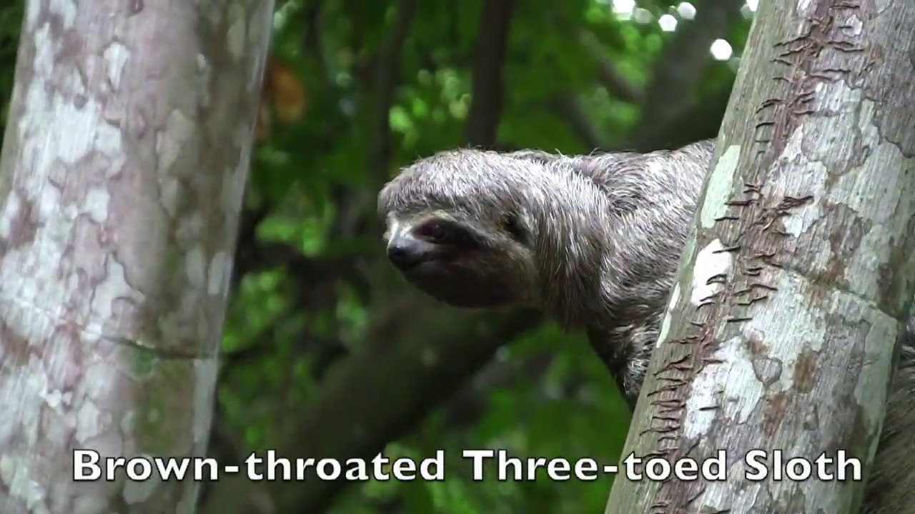 Brazil - Birding the Mouth of the Amazon 2016