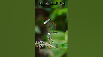 #هزاع البلوشي #إن عبادي ليس لك عليهم سلطان #سورة الحجر #راحة نفسية #تلاوة هادئة #تلاوة#القرآن الكريم