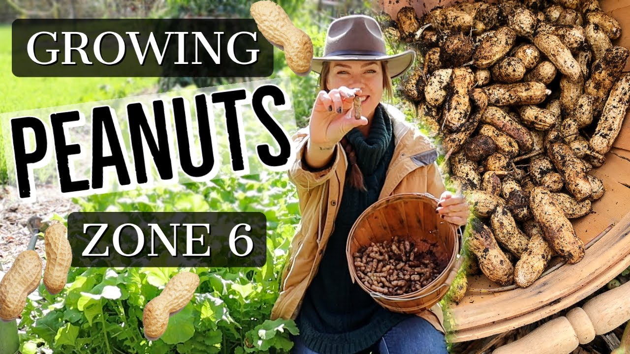 Выращивание арахиса дома 🥜 Зона 6
