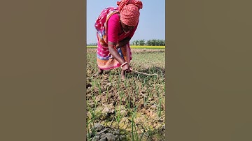 Manual loosening of soil at Onion field #shorts #short #shortvideo