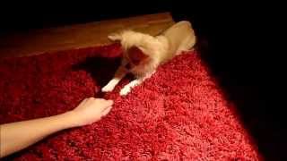 10 Chihuahua Tricks for Beginners / 10 Chihuahua Tricks für Anfänger (Dog Tricks)