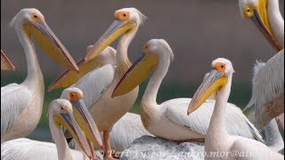 Pellicani Comuni Pelecanus Onocrotalus