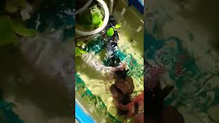 New update of my diy koi pond #pond #aquarium #trending #shorts #fish #fishing #new #tutorial #1k