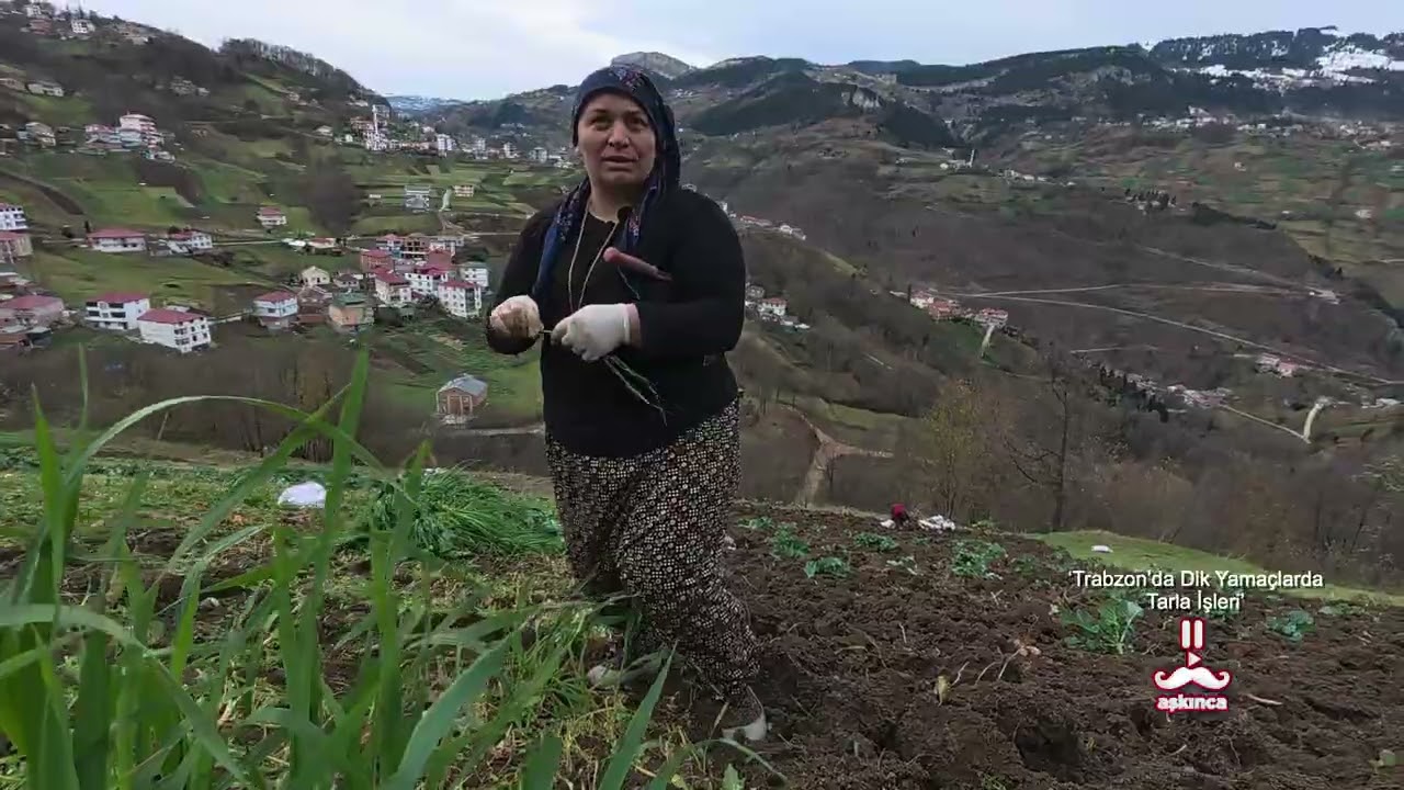Trabzon'da Zorlu Dik Yamaçlarda Tarla İşleri, Gürgendağ Köyü/Trabzon