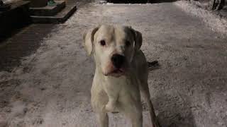 Alabama Young Dogo Argentino From Champion Bloodlines