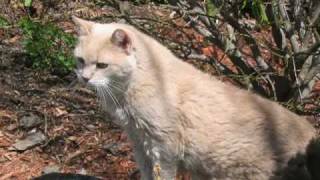 Sandi - 1990-2005