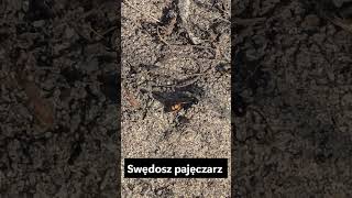 Życie na wydmach leśnych, swędosz pajęczarz #insects #insectslovers #wildinsects #shorts #sand