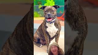Pennsylvanias Pitbull