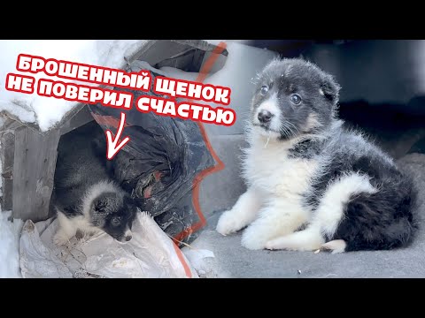 Видео: Pet Scoop: Щенок спасен от пожара в Нью-Йорке, Кристи Бринкли получила ранения, пытаясь спасти птицу