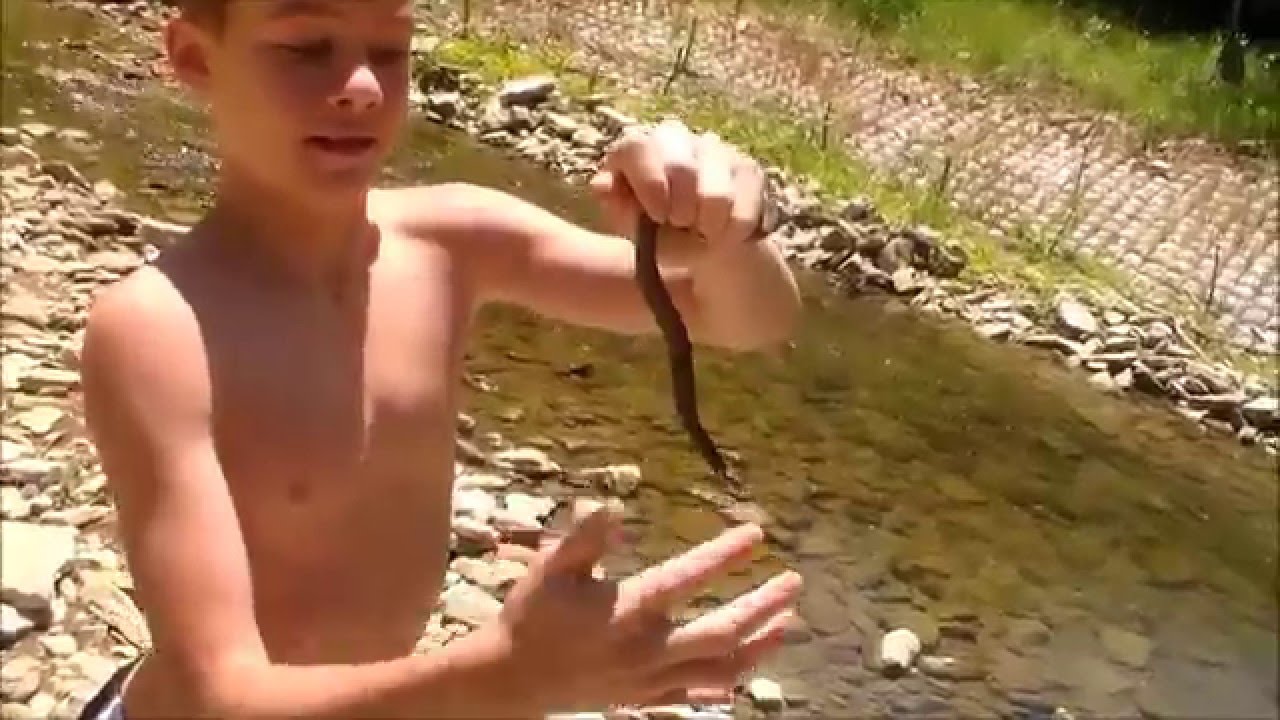 rat snake images Herping Southern Ohio- Birthday Edition!