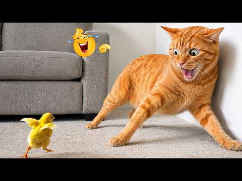 FUNNY Pets Moments That Keep Finding New Ways to Surprise Everyone 🤣🐾