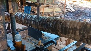 Incredible Sawing of Coconut Trees Makes Man Rich Overnight!