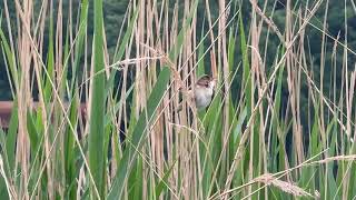 "Reed warbler sings while perched on a reed in a reed bed near the Serpentine 🐦🌿"