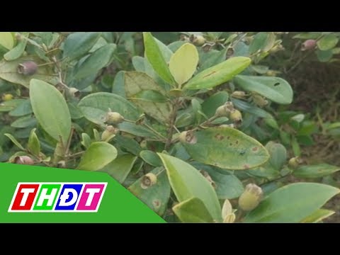 Video Người dân Hà Tĩnh đổ xô lên rừng hái sim | THDT - youtube