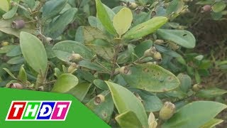 Người Dân Hà Tĩnh Đổ Xô Lên Rừng Hái Sim Thdt