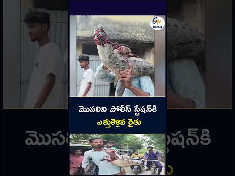 మెుసలిని భుజాలపై పోలీస్‌ స్టేషన్‌కి ఎత్తుకెళ్లిన రైతు APG
