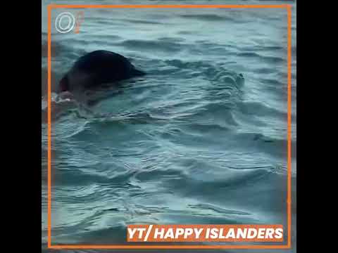 Oomph! Cuts: Happy Islanders Sa Isla Life : 2 WEEK BROWN-OUT IN SIARGAO!