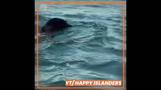 Oomph! Cuts: Happy Islanders Sa Isla Life : 2 WEEK BROWN-OUT IN SIARGAO!