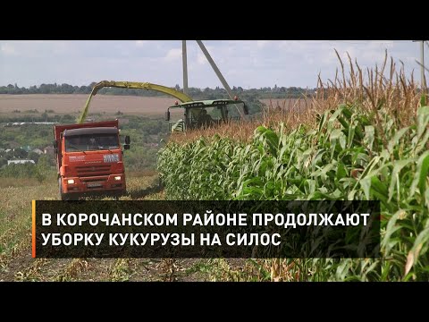В Корочанском районе продолжают уборку кукурузы на силос
