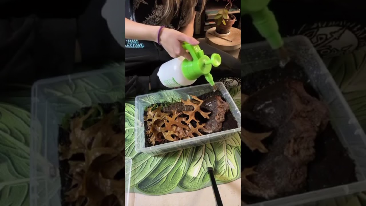 Rehousing Tarantulas and Scorpions