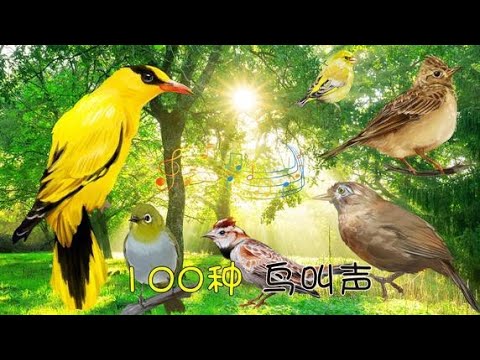 鳥