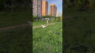 Мой самый лучший на свете гусик💕#Россия #Русские #Русский Ютуб #Москва